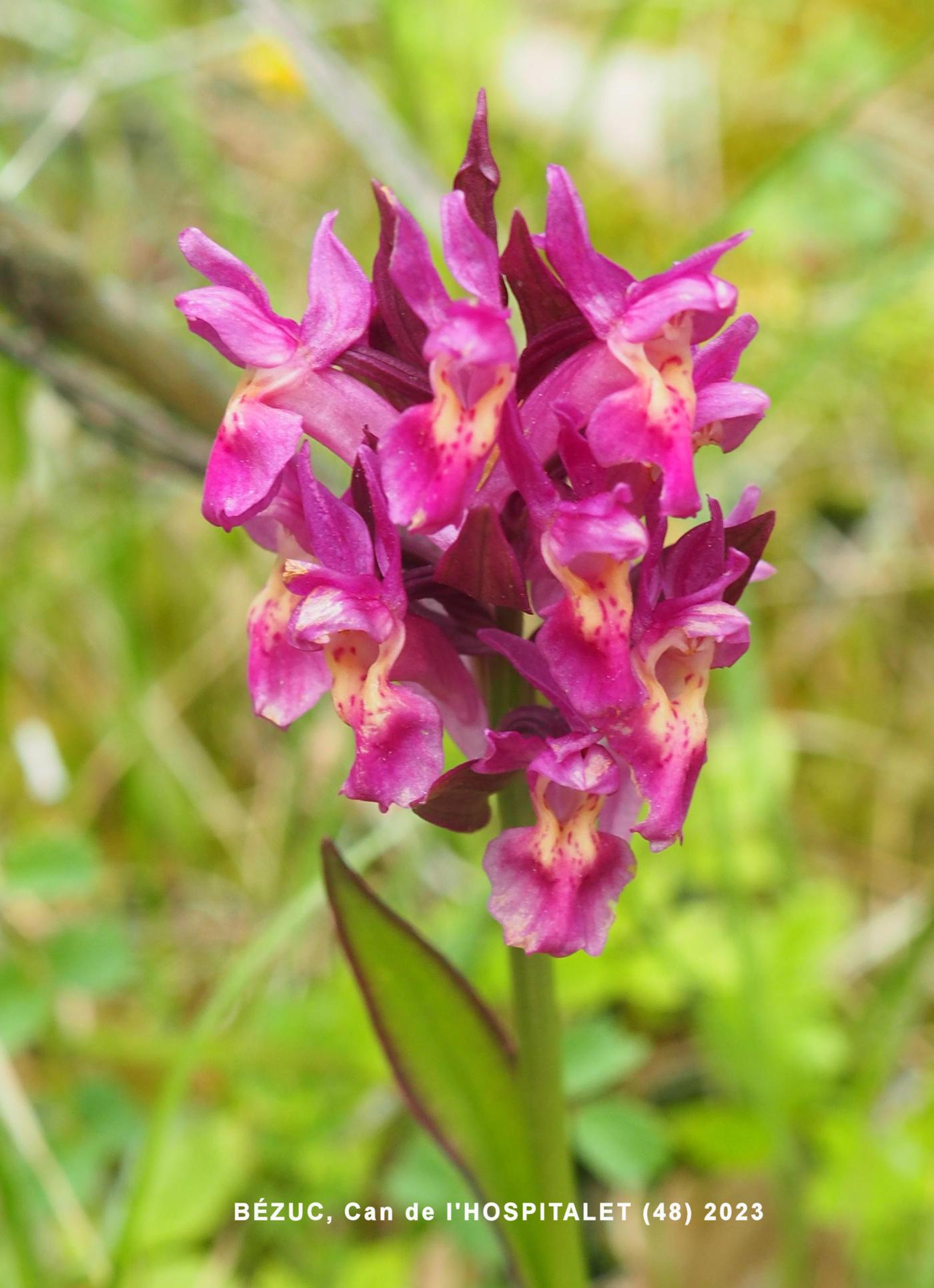 Orchid, Elder-flowered flower
